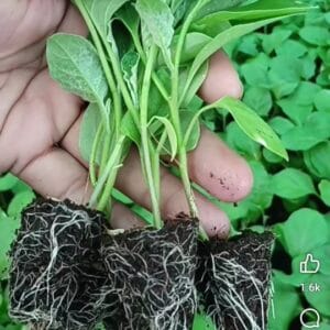 উন্নত জাতের হাইব্রিড বেগুন চারা (Hybrid Brinjal Seedling)