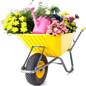 উন্নত জাতের হাইব্রিড বেগুন চারা wefwedfwe